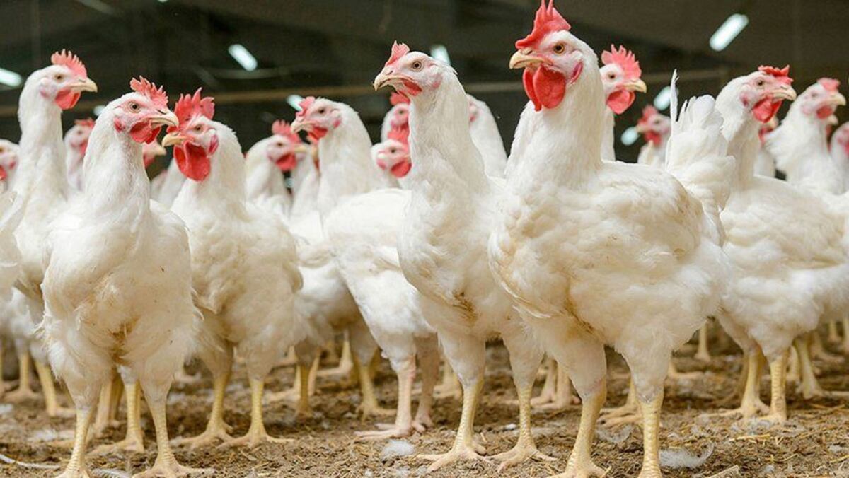 China sacrifica cerca de 18 mil pollos por brote de H5N1