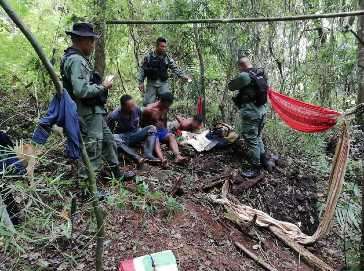 Aprehendidos: Talando árboles dentro del Parque Nacional Camino de Cruces