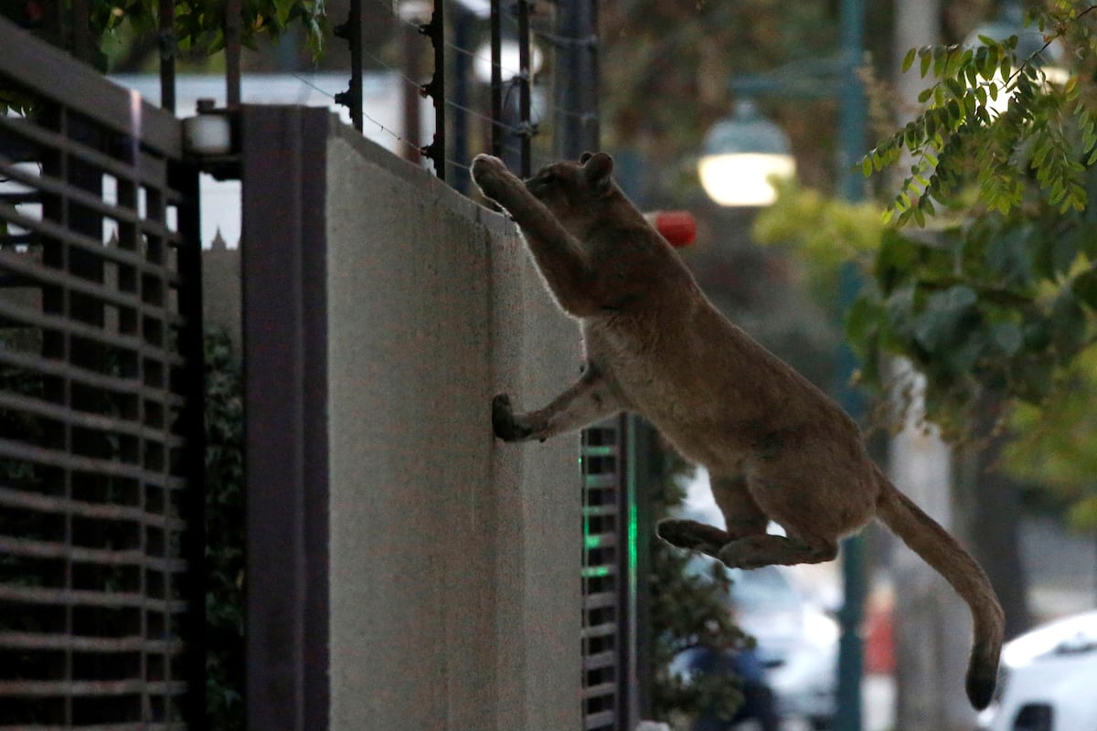 Impresionante. Puma se escapa y sorprende a transeúntes en Chile. Video