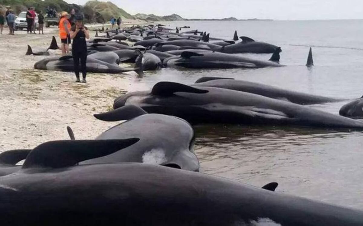 Macabro ritual en Dinamarca: mataron a 180 ballenas 