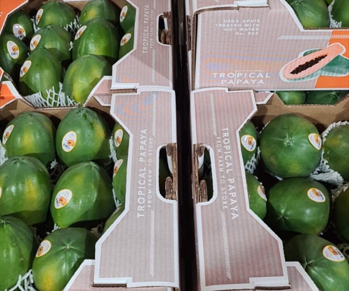 Panamá exportará 39 mil libras de papayas hacia los Estados Unidos