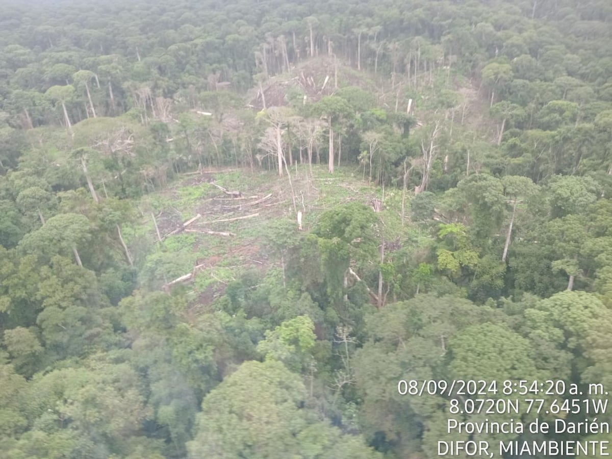 Multas de hasta B/.50 mil por violaciones en manejo forestal en comarcas indígenas