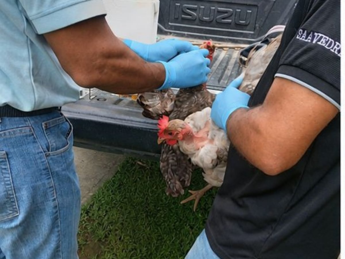 Se toman 60 muestras de aves en Colón para prevenir brotes aviares de influenza en Puerto Lindo y Portobelo