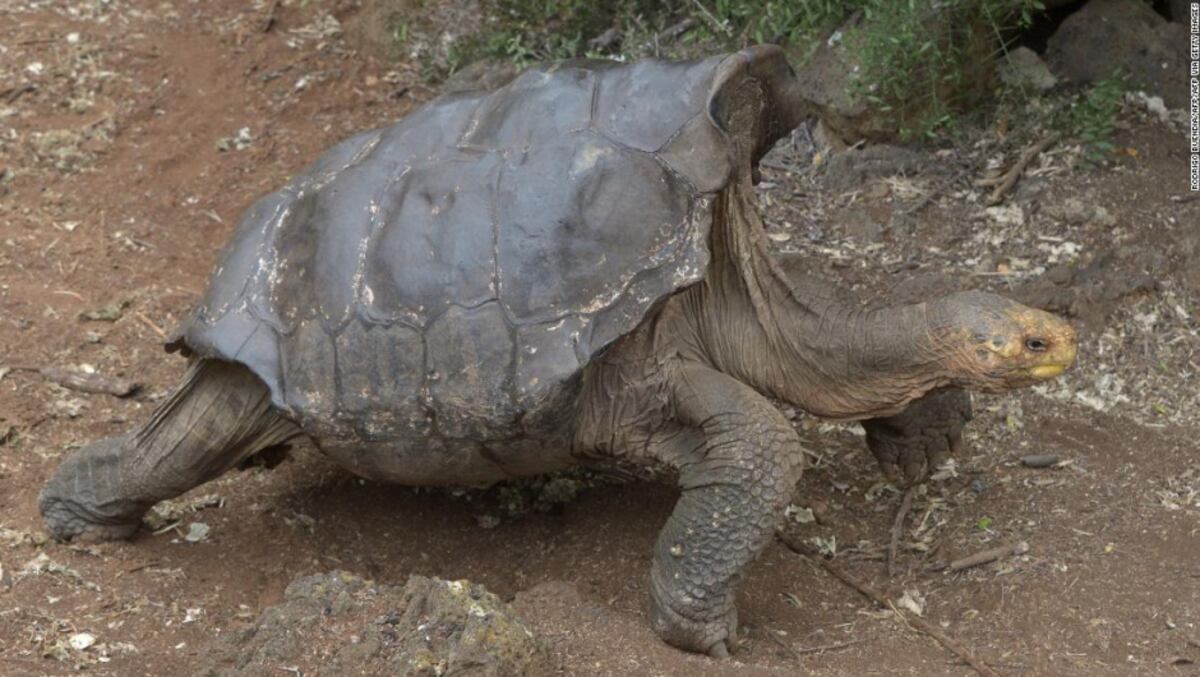 Esta tortuga tuvo tantas relaciones que salvó a toda su especie; ahora se  va a casa