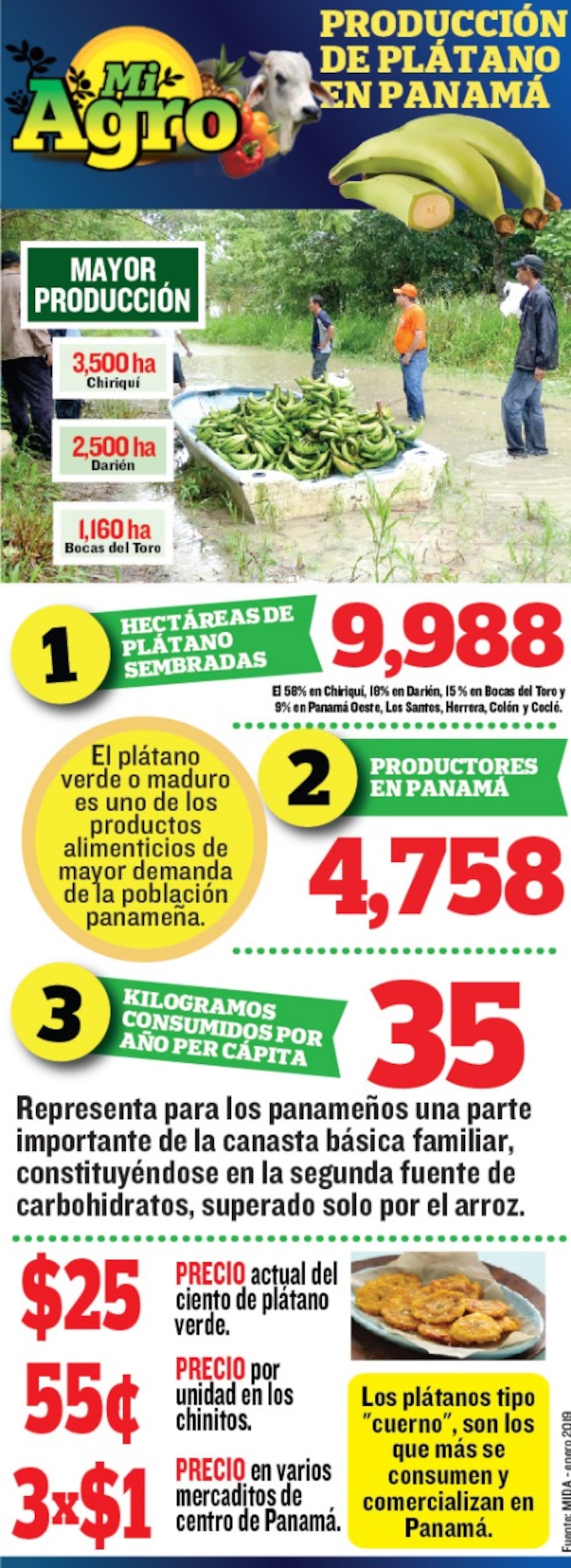 Mi Agro. Banano y plátano sigue su producción en Bocas del Toro a pesar de la pandemia