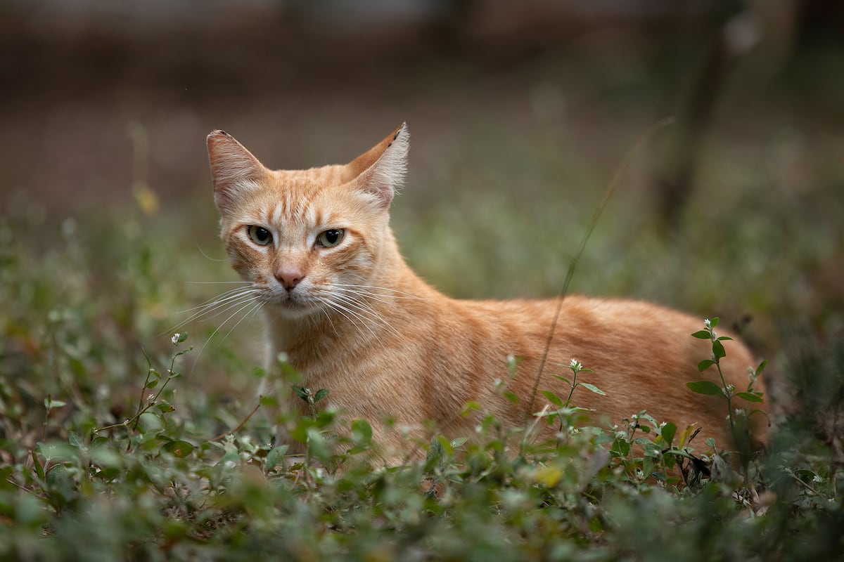 Investigan serie de Netflix por maltrato a un gato