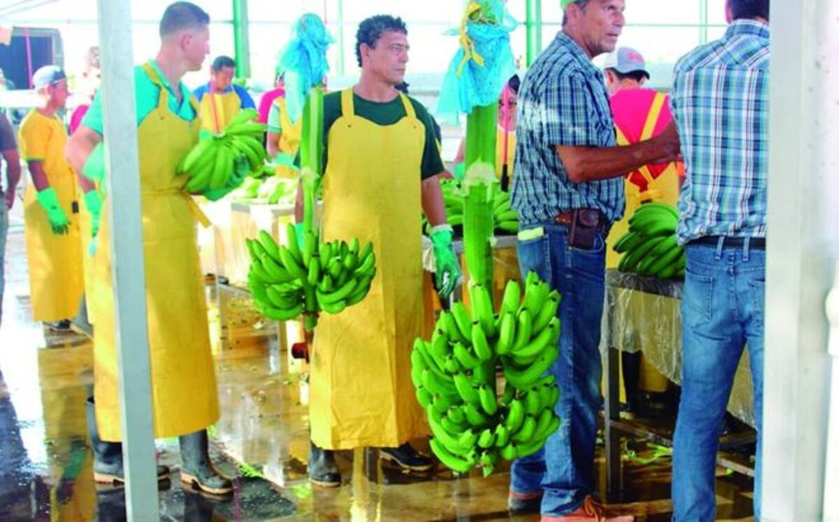 Mida refuerza controles fronterizos para evitar ingreso de plaga bananera