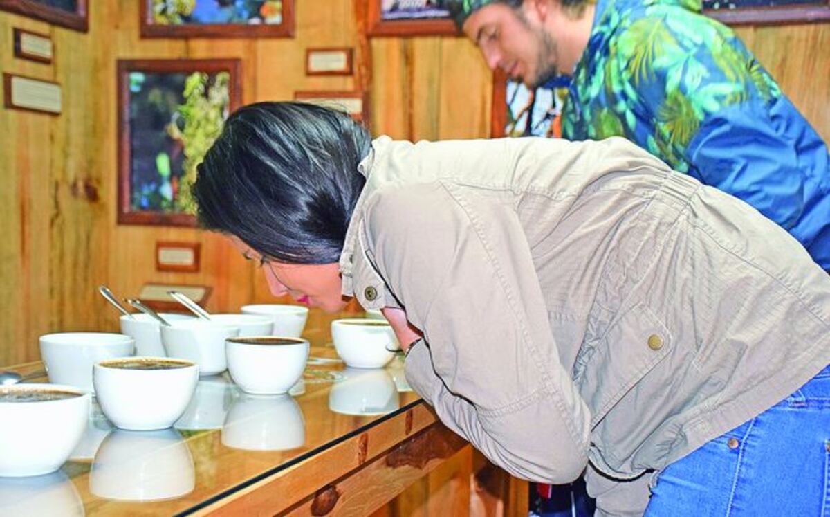 Café con sabor a turismo, brinda Chiriquí