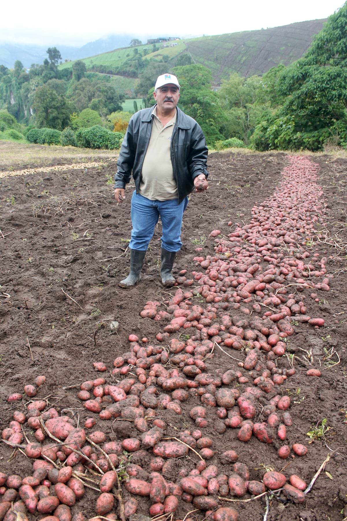 Mi Agro. Hay suficientes semillas. El Idiap garantiza el suministro para el 2020-2021