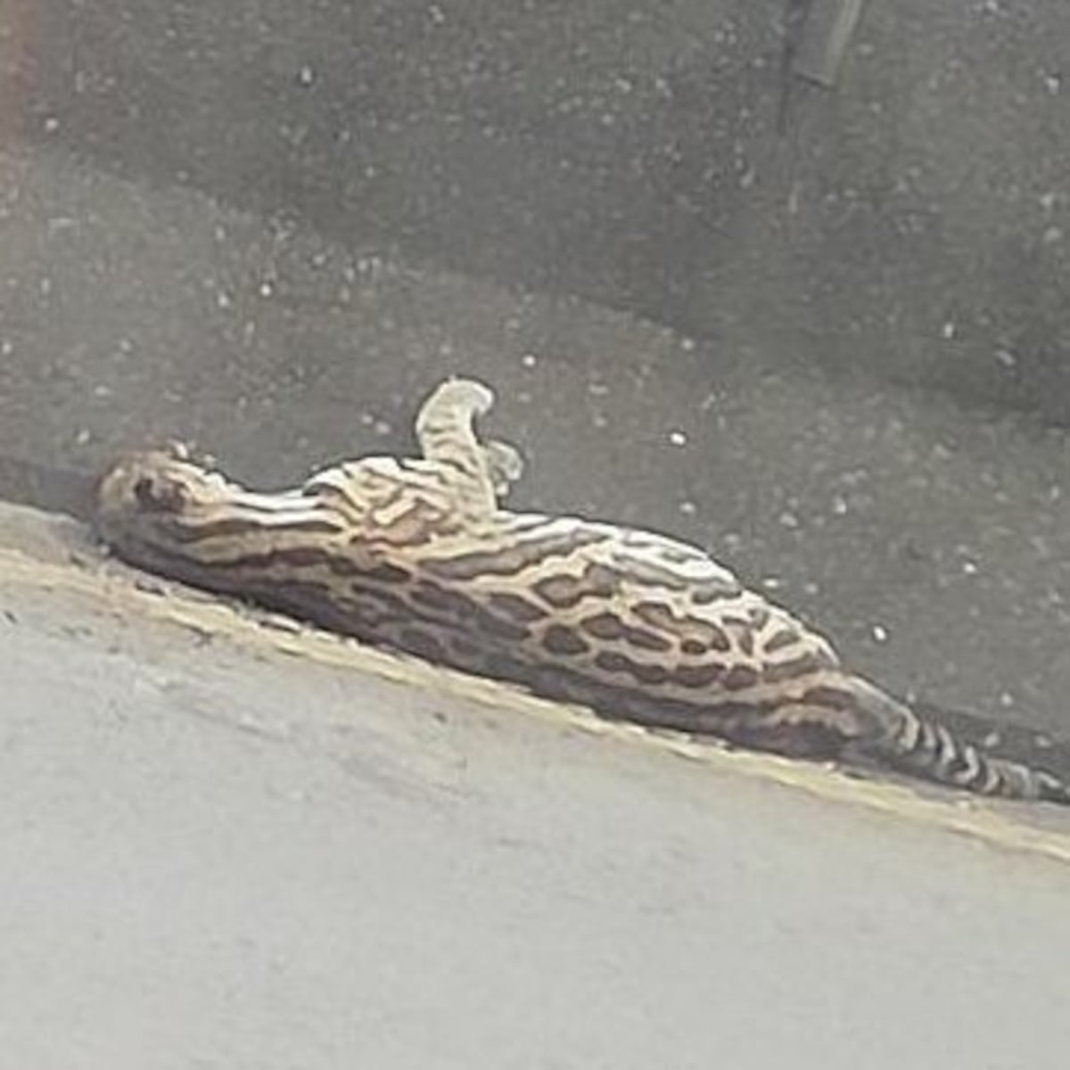 En plena vía hacia el puente de Las Américas atropellan y  matan a ocelote