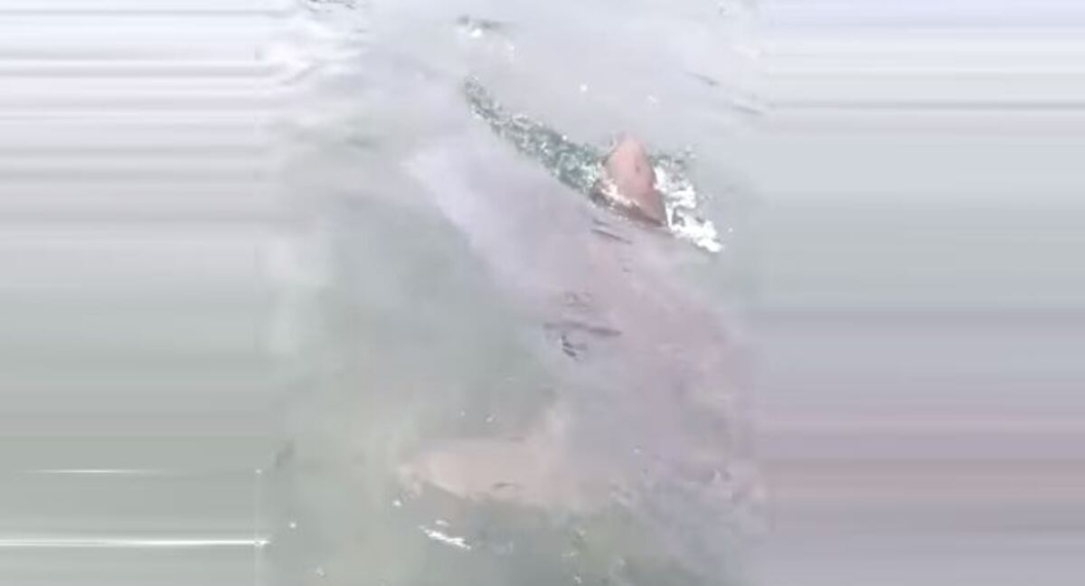 Gunas asustados. Presencian tiburones devorando una ballena