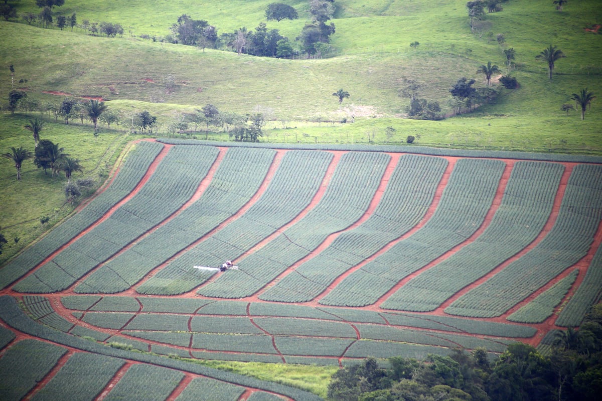 Mi Agro. La piña es la reina en exportación en la provincia de Panamá Oeste