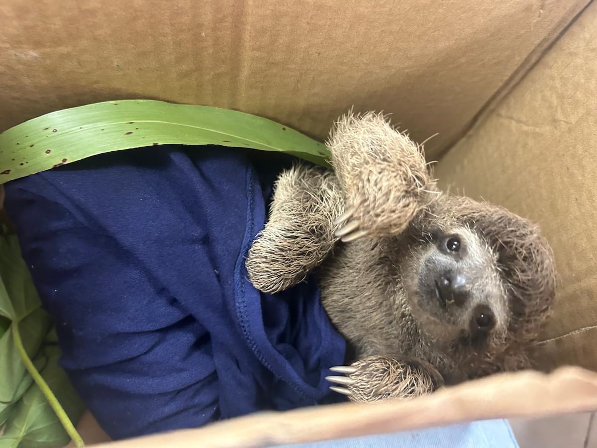 Más de 30 animales silvestres rescatados en Colón desde julio gracias a la colaboración ciudadana