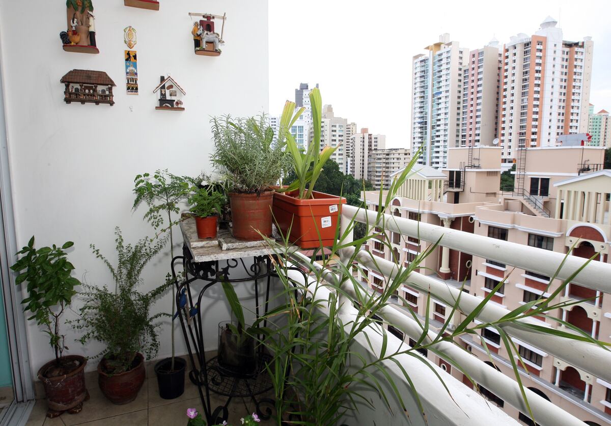 Mi Agro. Huertos urbanos, una opción que puede realizar en patios o balcones. ¡Anímese!