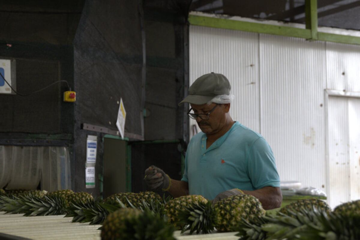  La Piña Panameña Atraviesa Fronteras: Envío Histórico a Europa