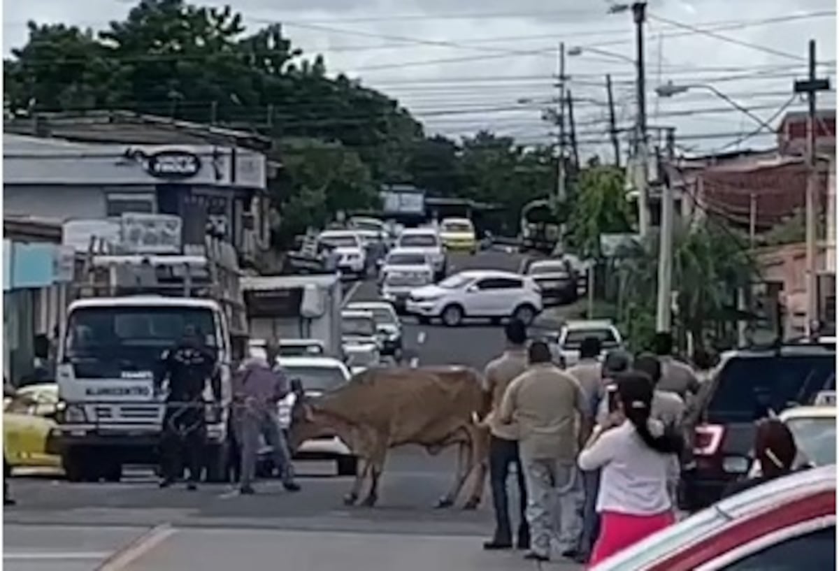 Pánico en Chitré. Vaca en soltura en plaza comercial puso a todos a correr. Video