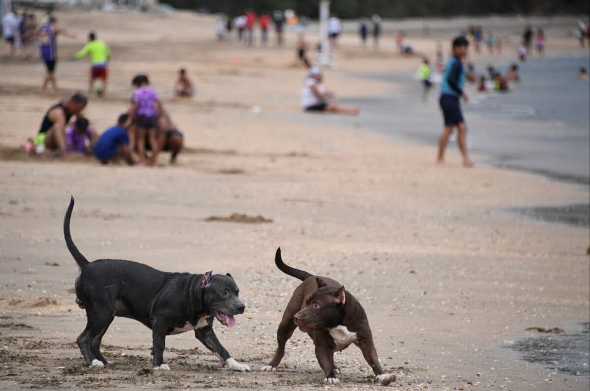 Panameños se van a las playas, tras finalizar la cuarentena total este  fin de semana