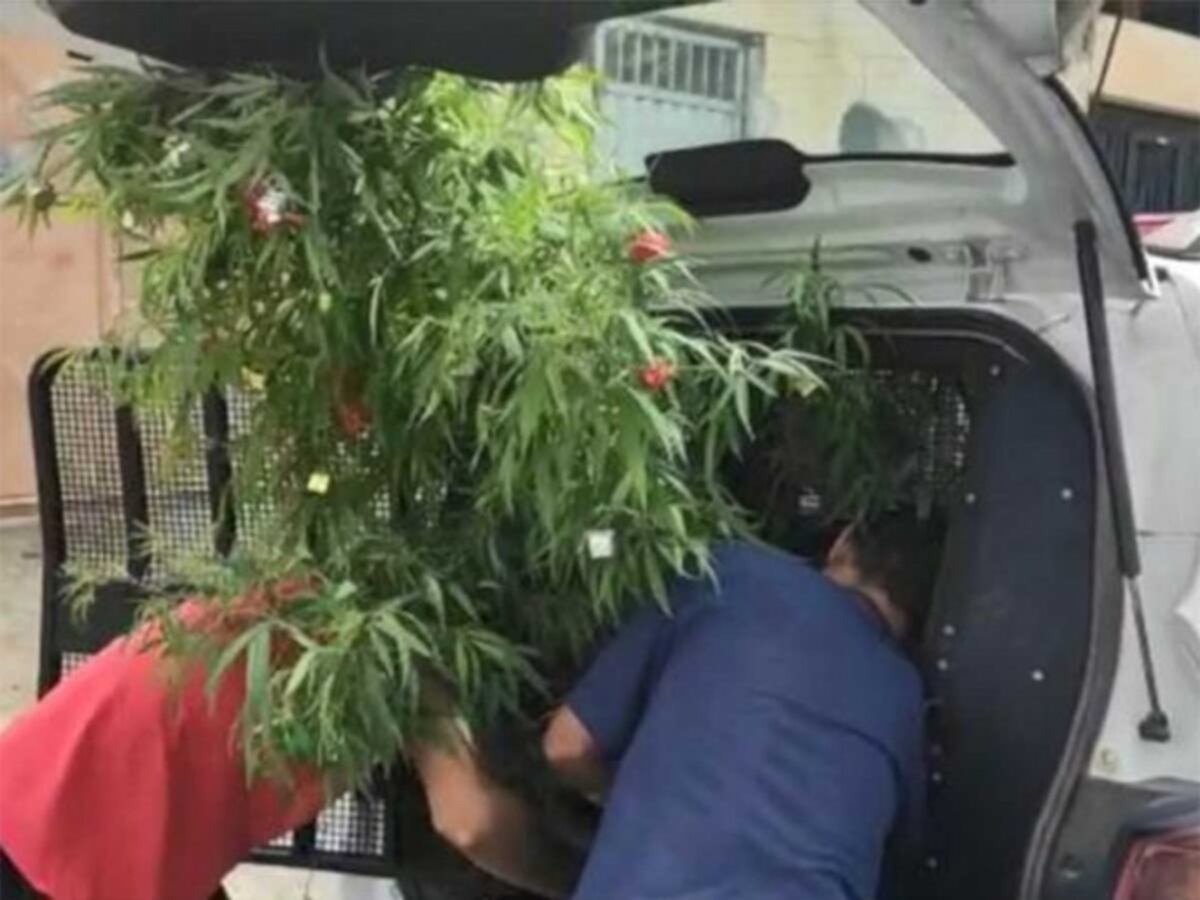 Decoró planta de marihuana como árbol de Navidad; lo arrestaron