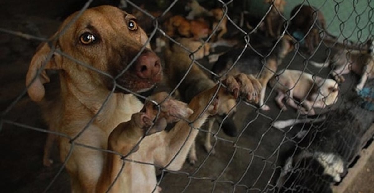 La crisis del maltrato animal en Panamá: Un llamado urgente a la acción