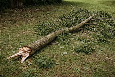 Cortaban un árbol y una rama le cae encima: muere joven en Bocas del Toro