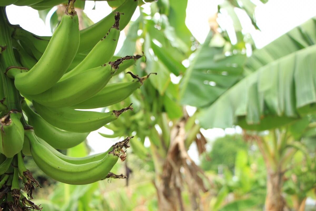 A cuidar los patacones. Prohíben ingreso al país de material proveniente de plátano o banano