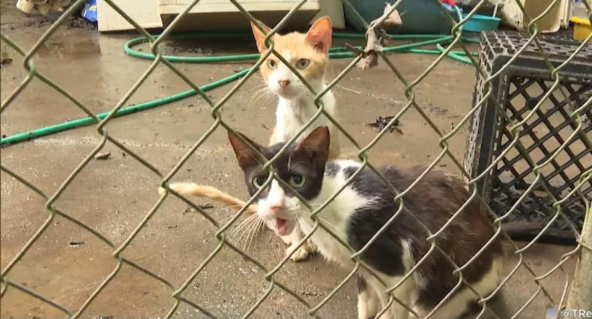 La casa del terror de los gatos. 150 animales rescatados en condiciones horribles 