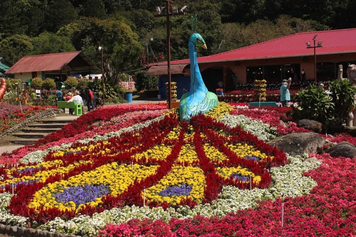 El color y el sabor de Panamá brillan en la feria más esperada del año: La 52ª Feria de las Flores y el Café en Boquete