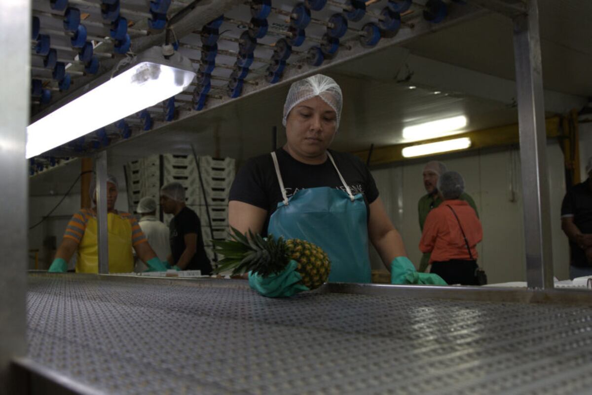  La Piña Panameña Atraviesa Fronteras: Envío Histórico a Europa