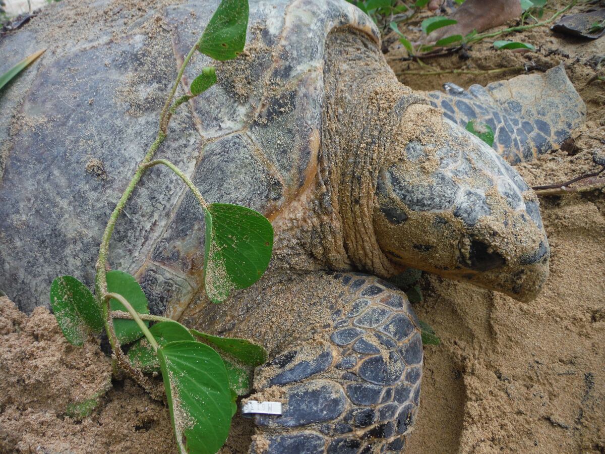 La isla Escudo de Veraguas, un lugar para la  investigación y conservación de las tortugas marinas