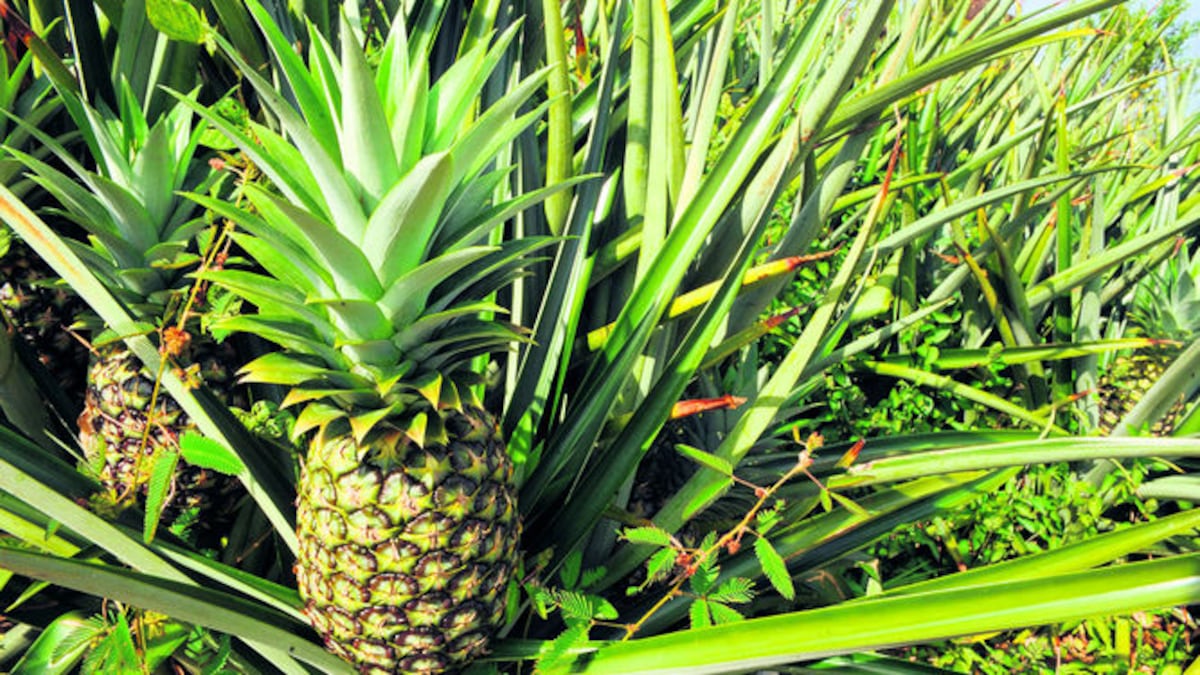 Piña panameña se va al mercado israelí