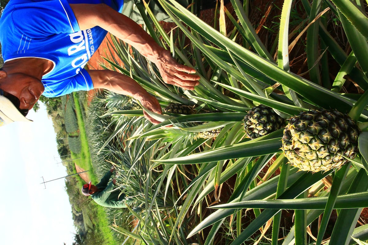 Mi Agro. La piña es la reina en exportación en la provincia de Panamá Oeste