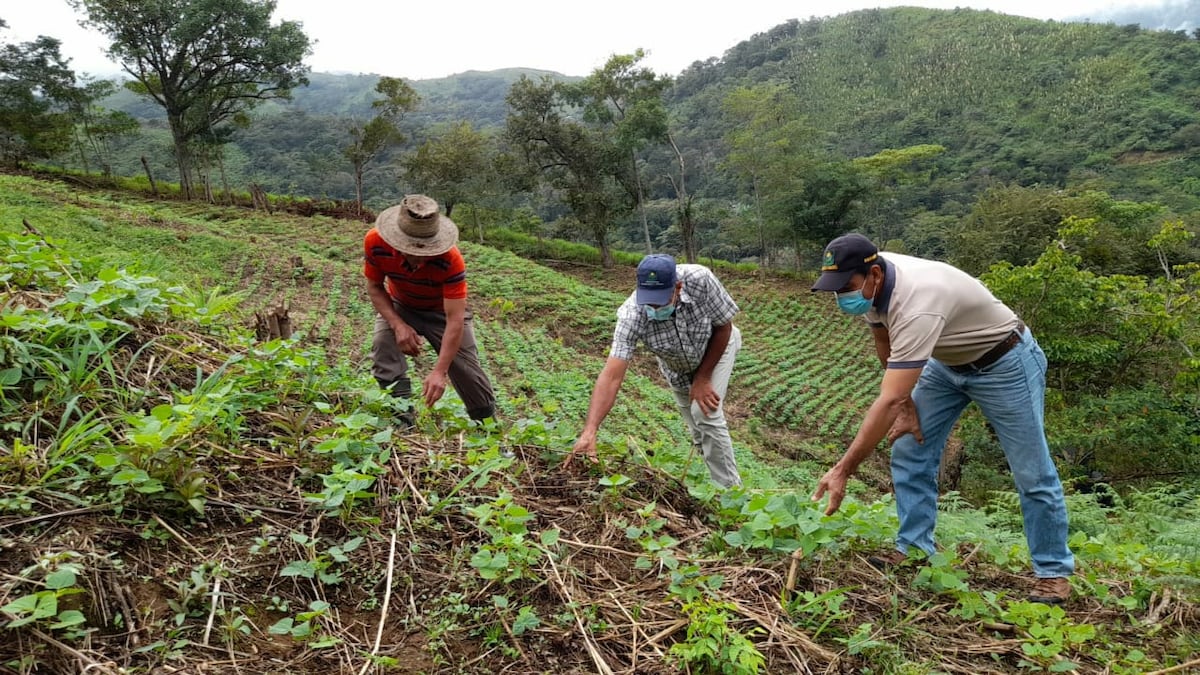 Crean plataforma agropecuaria para registro de productores