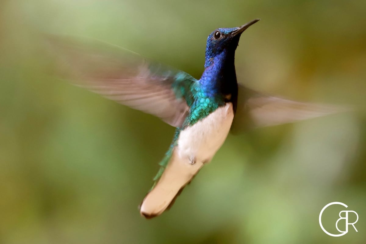 Plataformas que te ayudan a contar e identificar los pájaros que hay en Panamá 