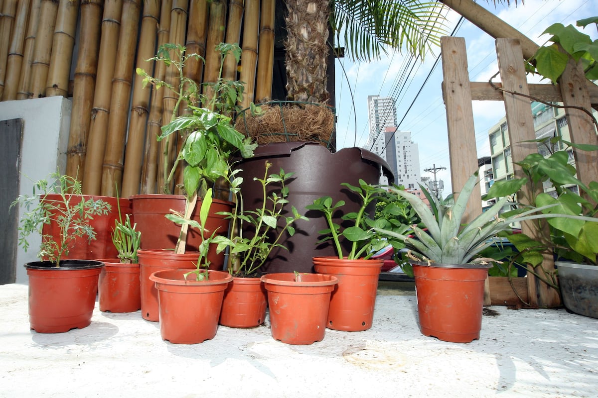 Mi Agro. Huertos urbanos, una opción que puede realizar en patios o balcones. ¡Anímese!