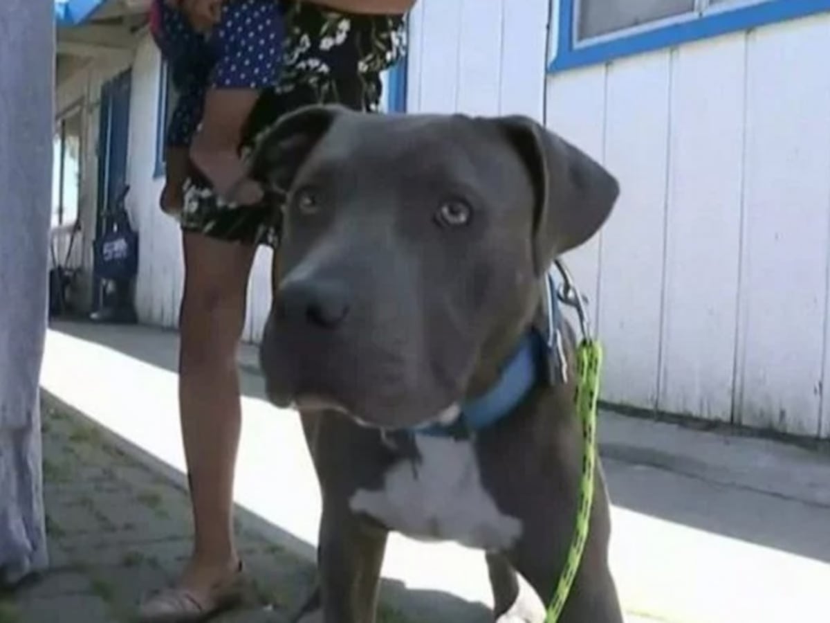 Pitbull salva a bebé de incendio tras arrastrarlo por el pañal