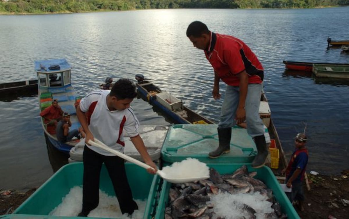 Panamá impulsará masificación en cría de tilapia para suplir demanda nacional