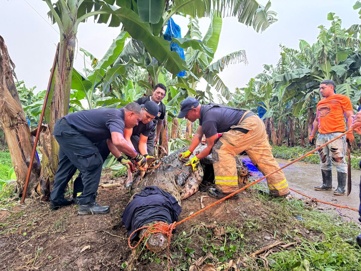 Cocodrilo regresa a su hogar tras sorpresiva aparición en finca bananera