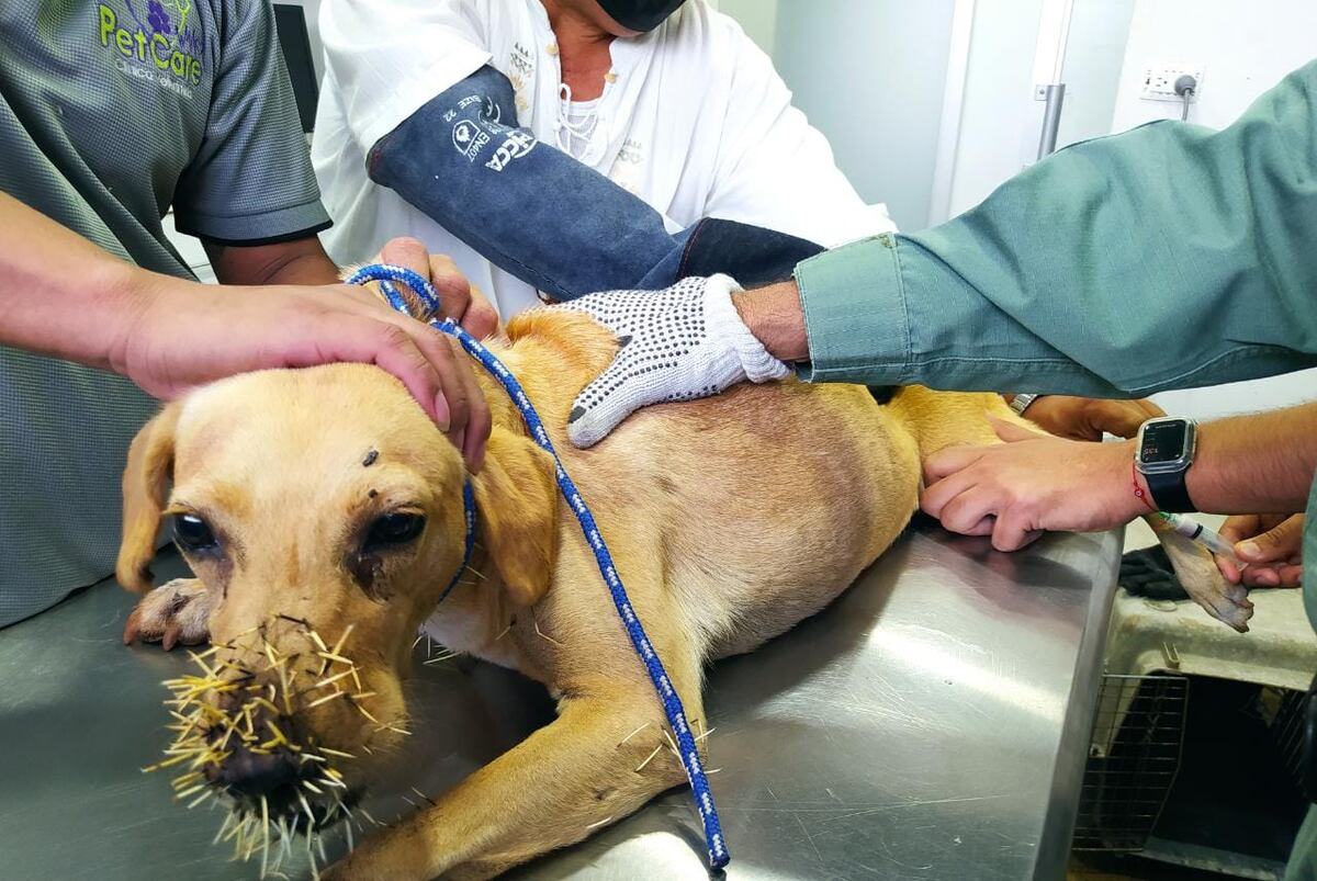 Perros terminan gravemente heridos con las espinas de un puerco espín