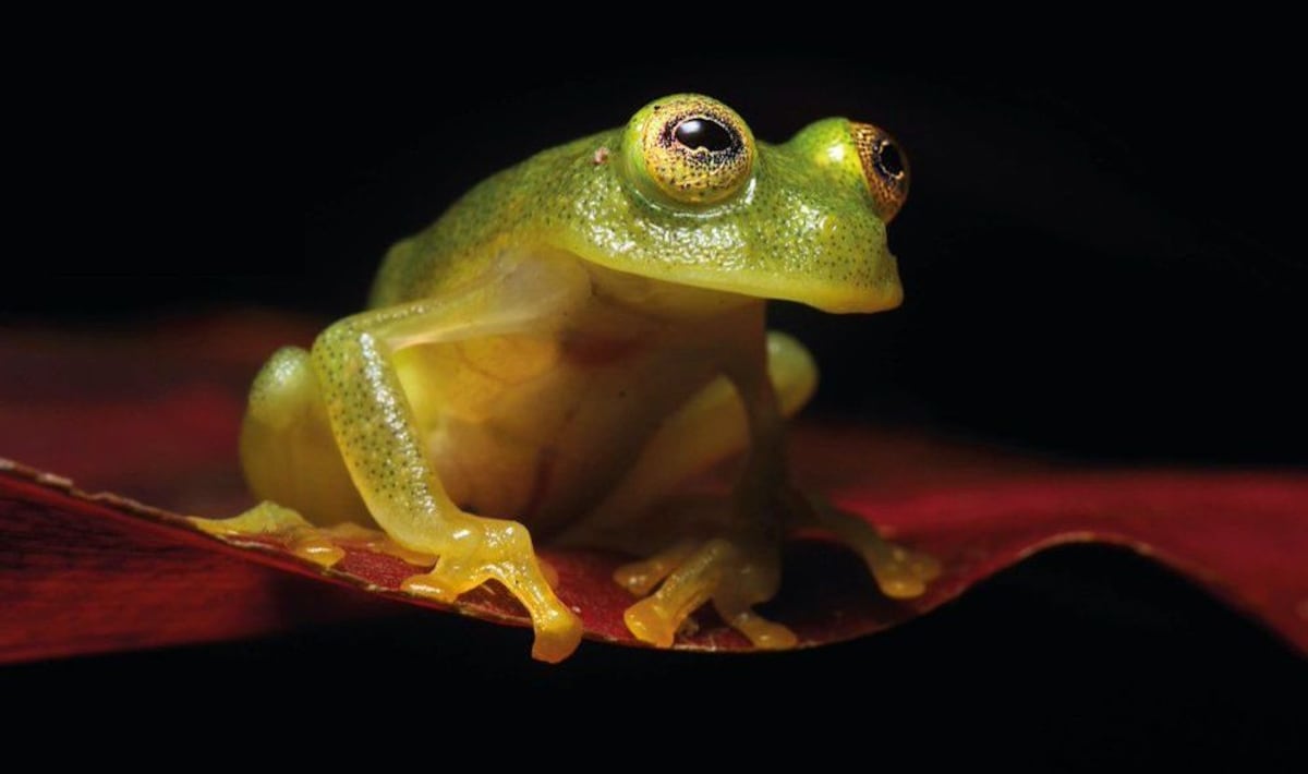 Todas las ranas ‘cristal’ ahora están protegidas