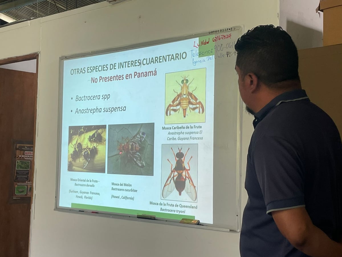 Coclé se arma contra el picudo anillo rojo