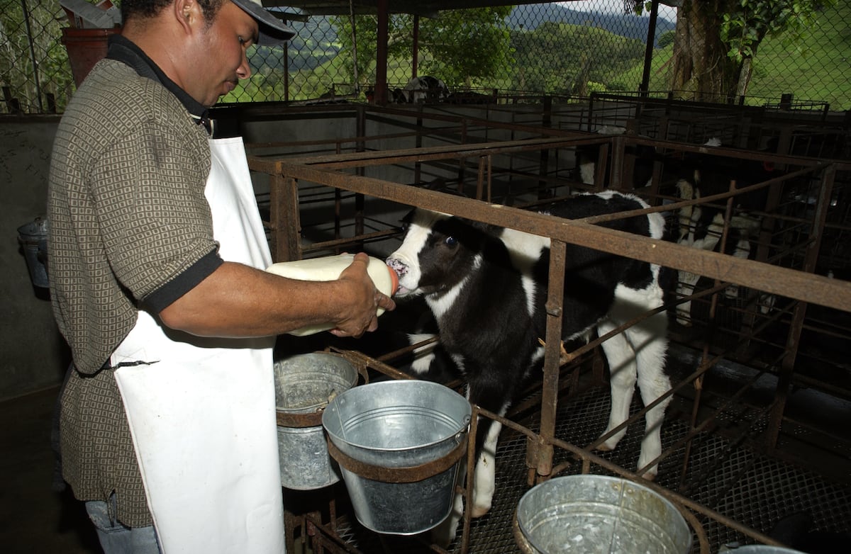 Crisis láctea en Chiriquí: Producción cae tras intensas lluvias