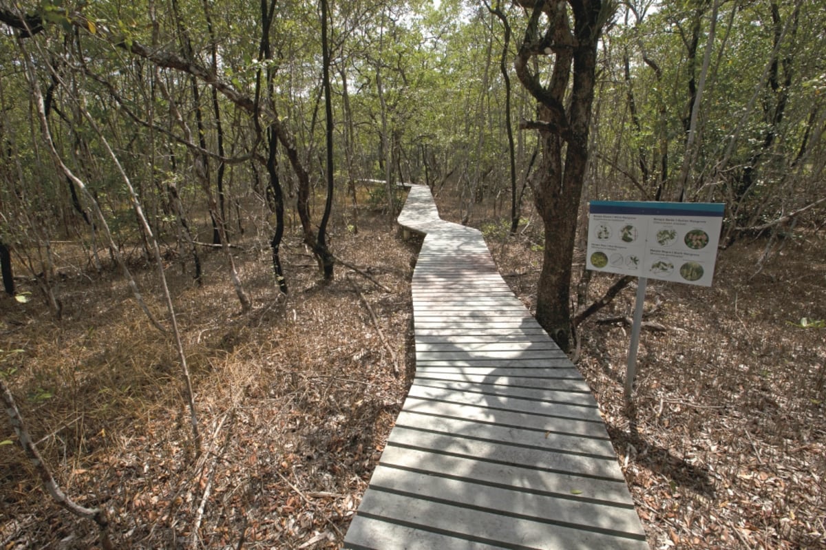 Aprueban contratación de empresa para limpiar manglar contaminado con hidrocarburo en Isla Galeta 