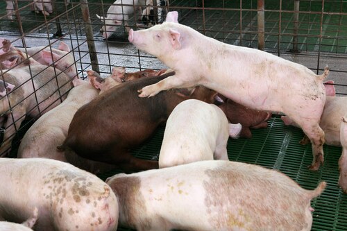 Jamones: productores aseguran que desde marzo vendieron cerdos al Gobierno