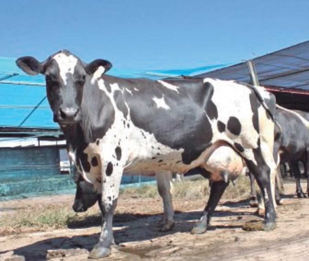 Mi Agro: Panamá, con una excelente producción de leche en la región