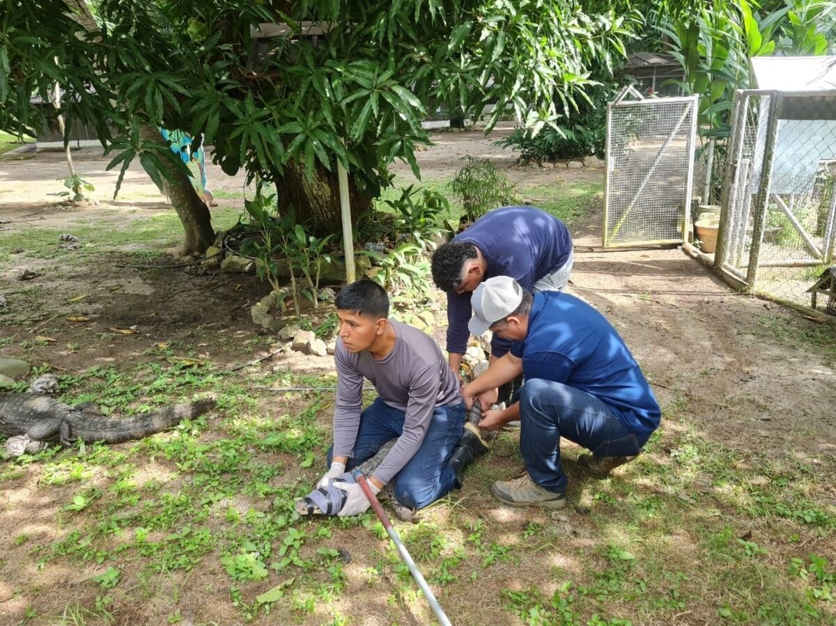 Reubican caimanes de anteojos en Coclé para su bienestar