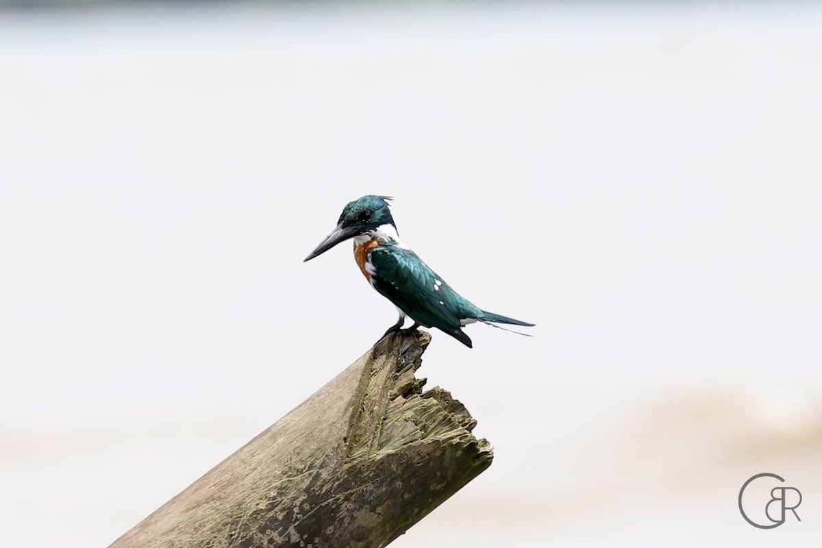 Plataformas que te ayudan a contar e identificar los pájaros que hay en Panamá 