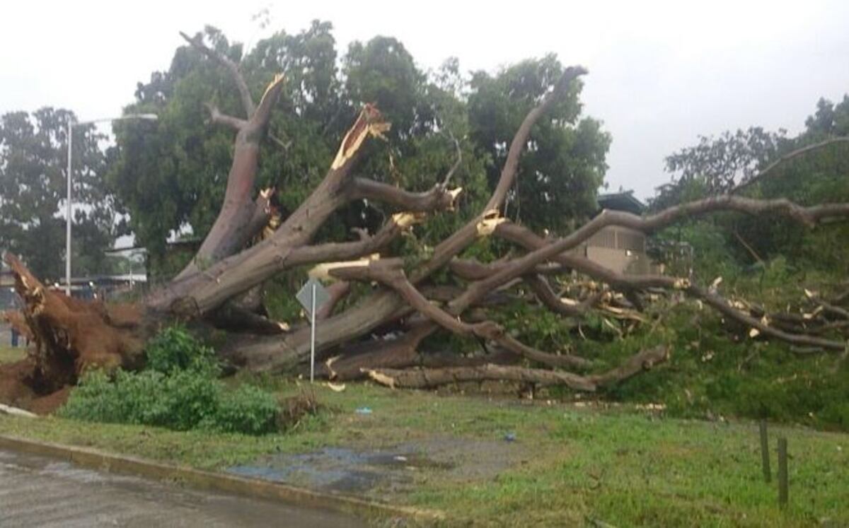 CERRARÁN VÍAS.Realizarán jornada de tala de árboles por riesgo inminente