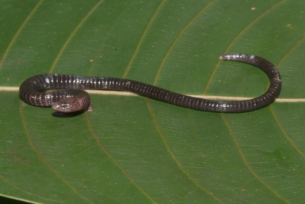 Biólogos encuentran nuevas especies de fauna en Panamá. Fotos  