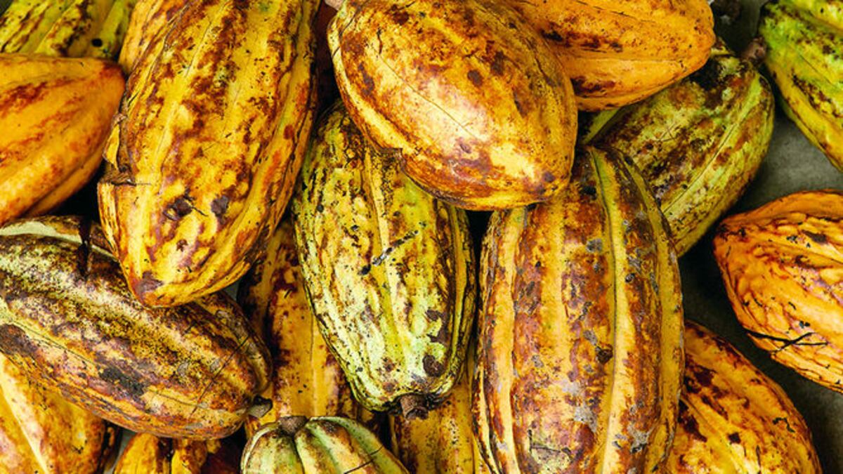 Cacao bocatoreño se lleva distinción de bronce