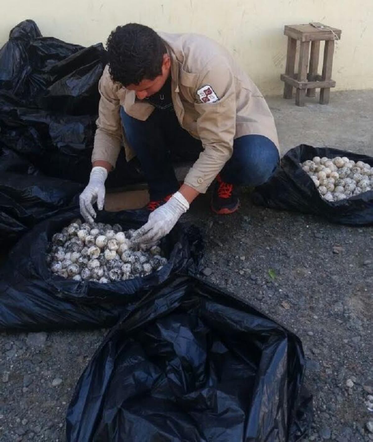 Cárcel por robar cientos de huevos de tortuga Baula